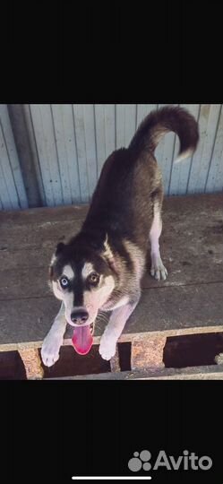 Красавица хася