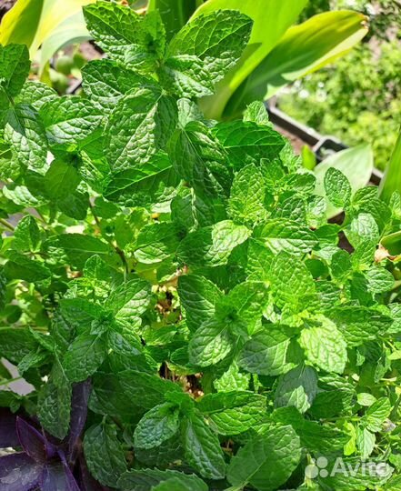 Традесканции, каллизии, монстера, мята