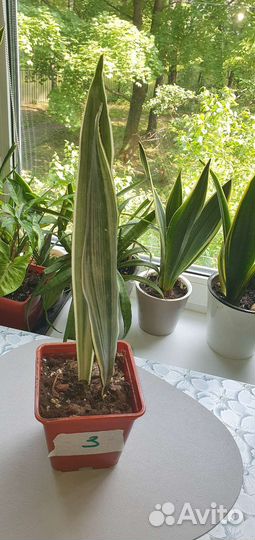 Сансевиерия сортовая