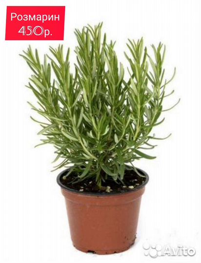 Саженцы Розмарин Жимолость Глициния Абутилон Туя