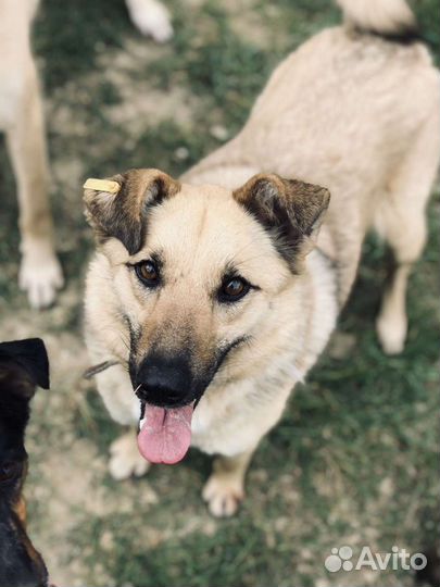 Собака в добрые руки