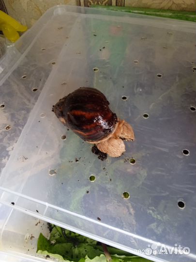 Улитки ахатины