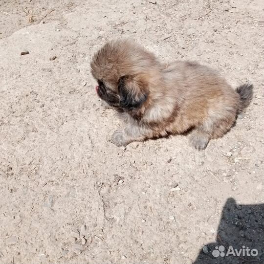 Щенки пекинеса