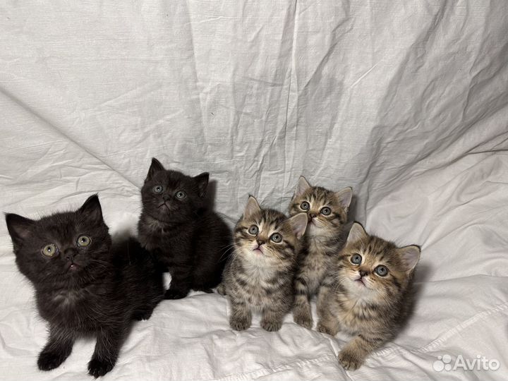 Британские котята