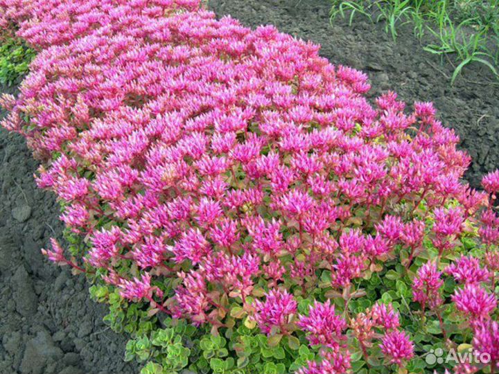 Седум розовый (Очиток ложный)