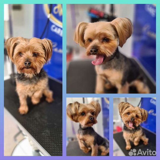 Стрижка собак и кошек