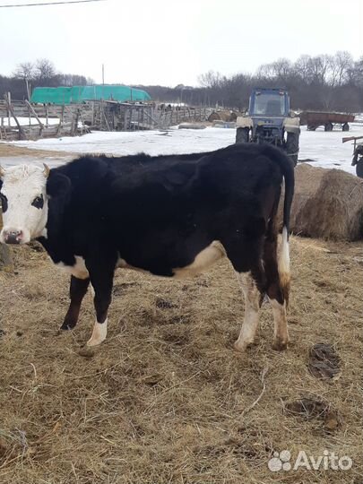 Телки стельные