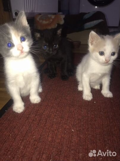 Котята в добрые руки