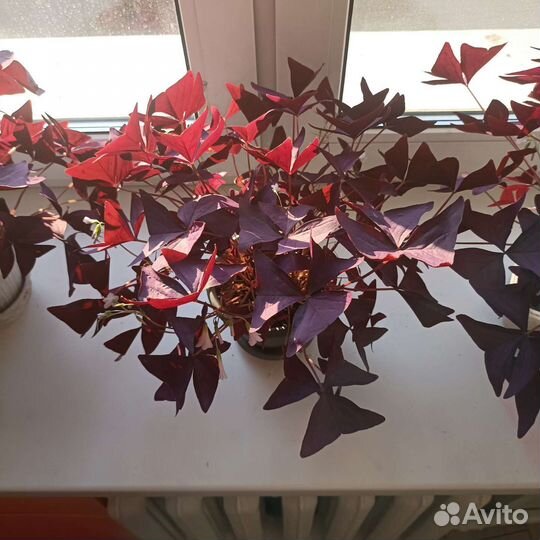 Оксалис безхлорофильный, Кислица