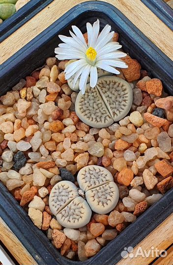 Семена Литопсов