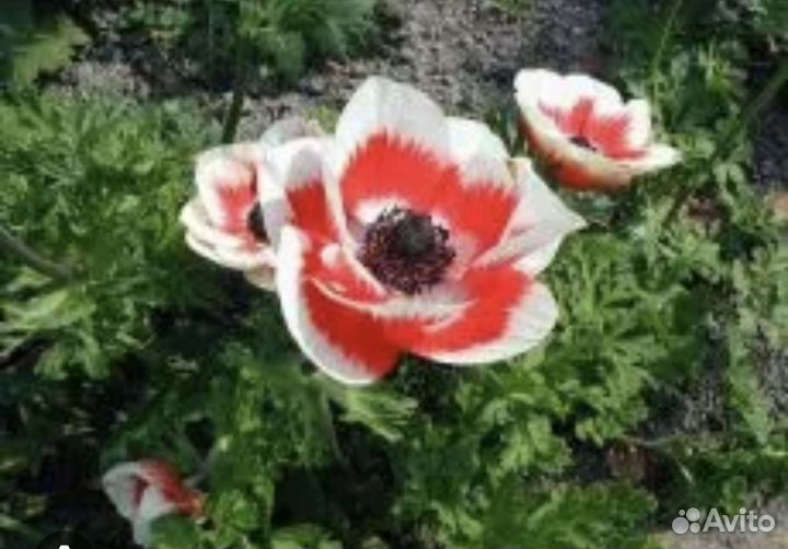 Лилии анемоны