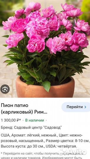Пионы саженцы