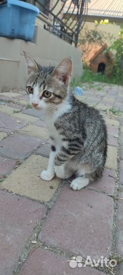 Котик в добрые руки