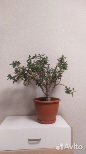 Денежное дерево