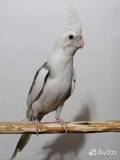 Ручная Корелла безщекий птенец (пестрый)