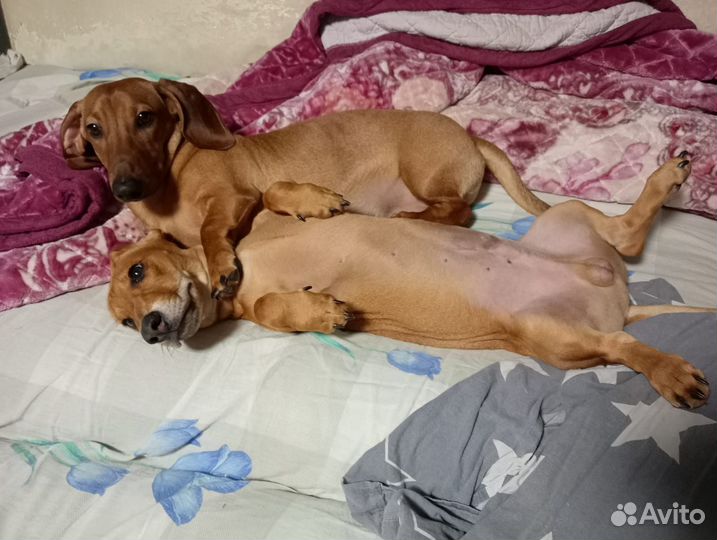 Вязка кобель такса