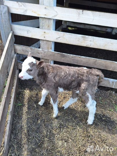 Быки бараны живым весом