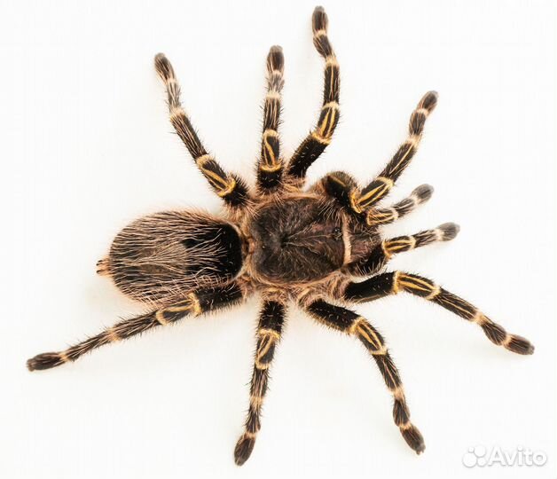 Пауки-птицееды разных видов,малыши и подростки