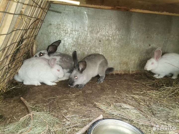 Козлята и кролики