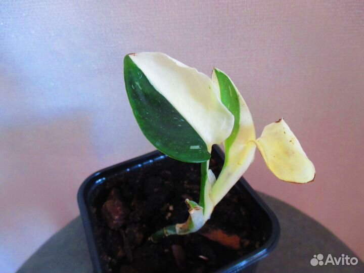 Филодендроны сортовые