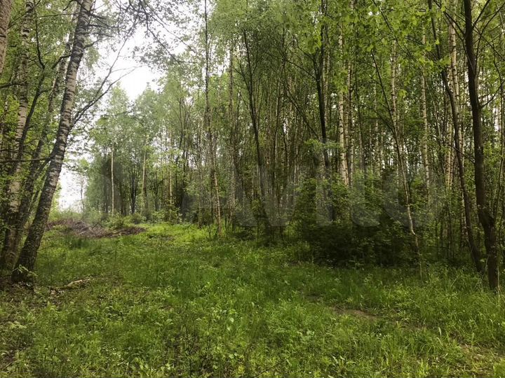 Участок 10 сот. (СНТ, ДНП)