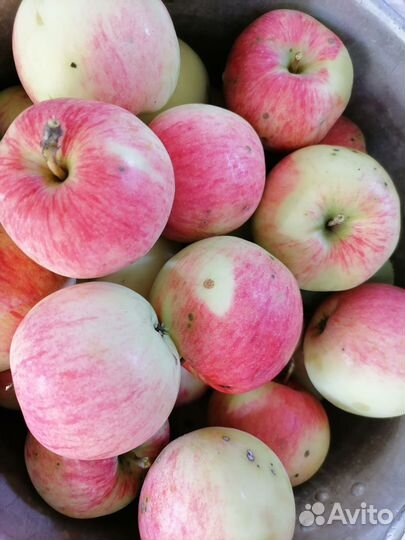 Яблоки Мельба, Ринет Черненко, Антоновка