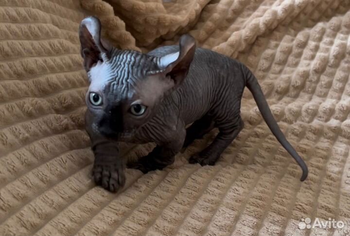 Сфинкс двэльф