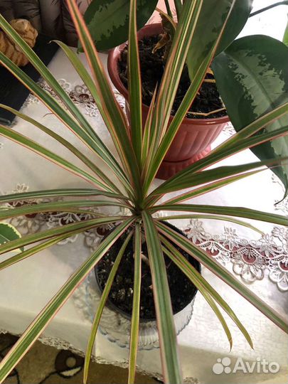 Продам цветы комнатные