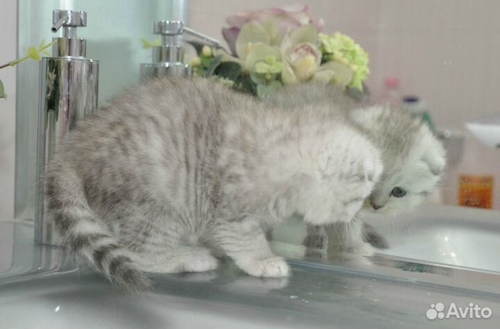 Шотландские серебристые котята