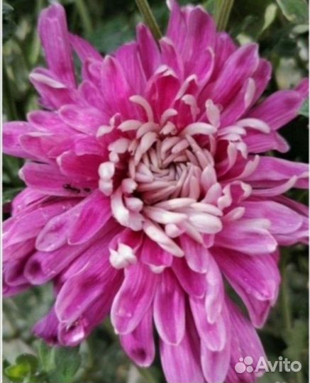 Хризантемы яркие