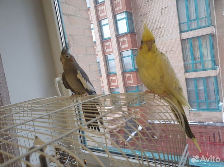 Попугай корелла с клеткой