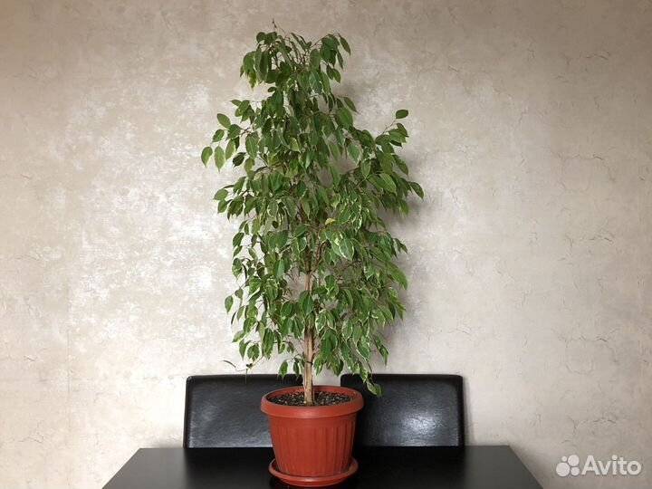 Бенджамина