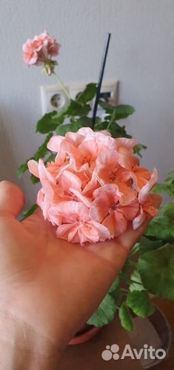 Пеларгония (герань)