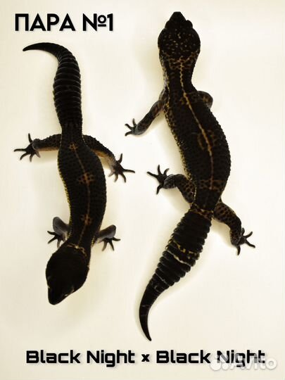 Пары эублефаров сезон 2024, Black Night, Inferno