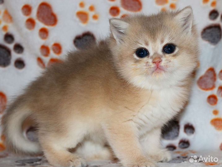 Котята золотые британские шиншиллы