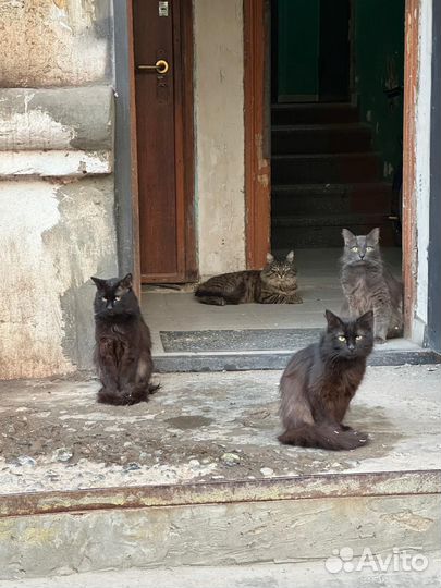 Кошка бесплатно
