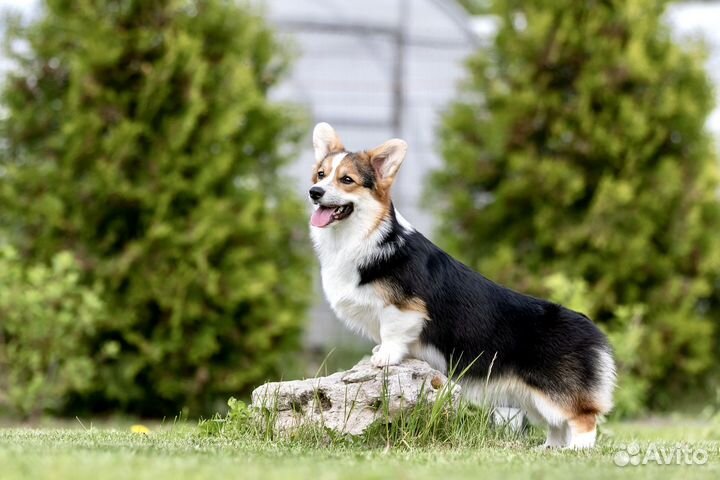 Вельш-корги пемброк