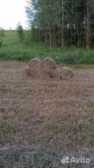 Продам сено в рулонах
