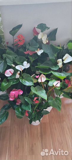 Комнатные цветы антуриум