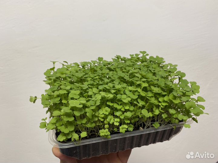 Микрозелень