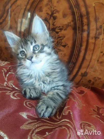 Котята мейн-кун