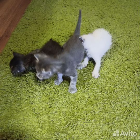 Отдам в добрые руки