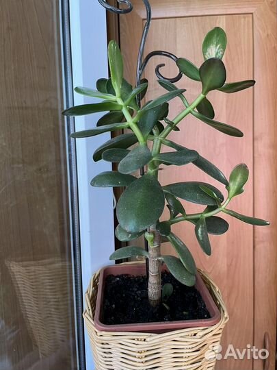 Денежное дерево Крассула Толстянка + подарок хойя
