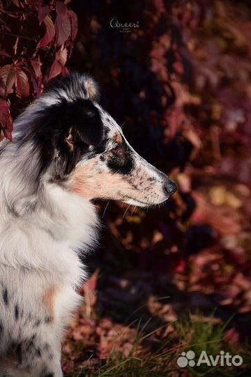 Фотограф животных. Фотограф - анималист