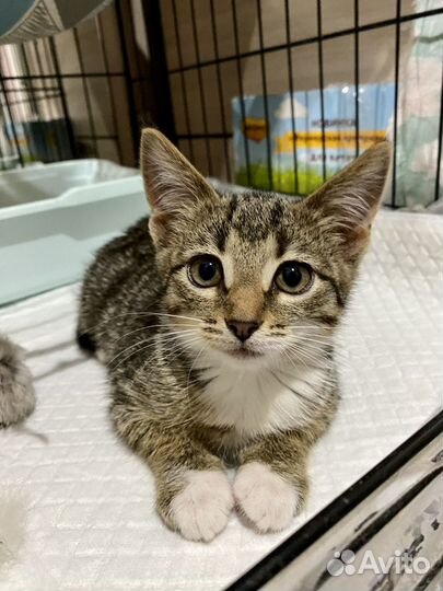 Котенок полосатый в дар