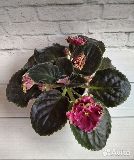 Сортовые фиалки