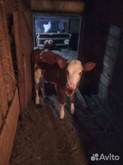 Телочка 3 месяца