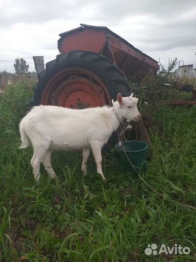 Козлик комолый крупный