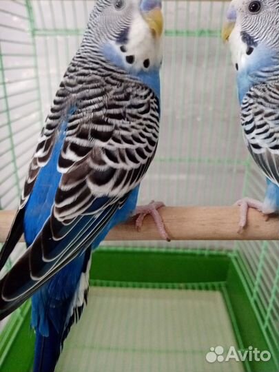 Попугайчики волнистые в любимцы