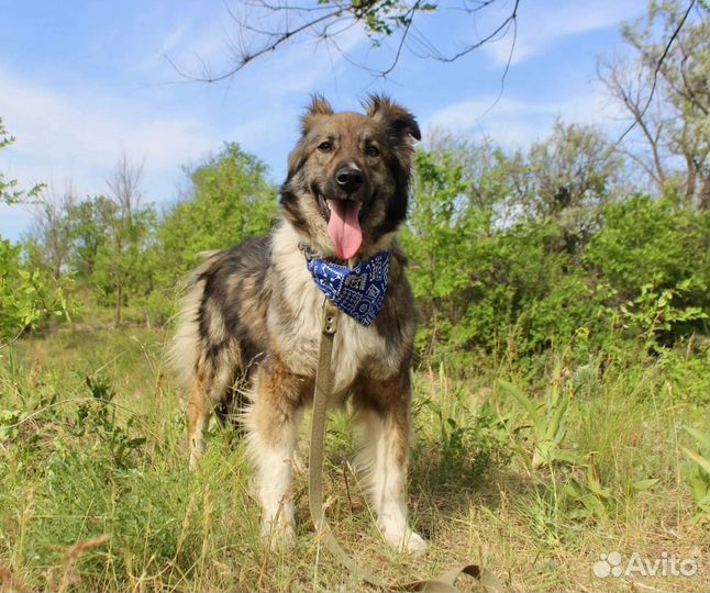 Собака Лаки